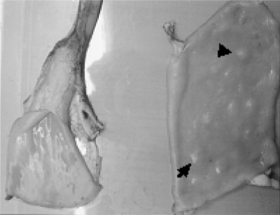 Fig. 2