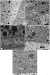 Fig 8