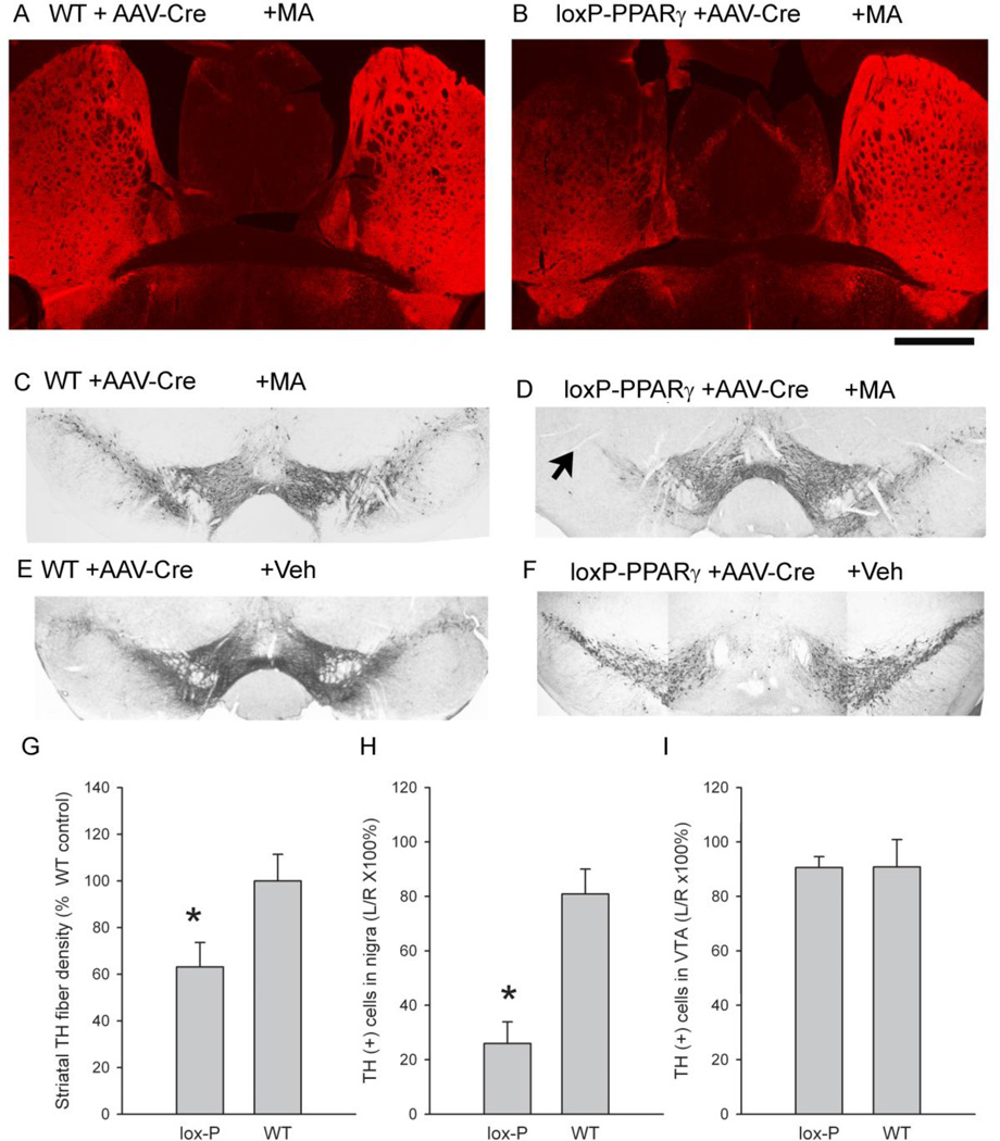 Fig 10