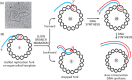 FIGURE 8: