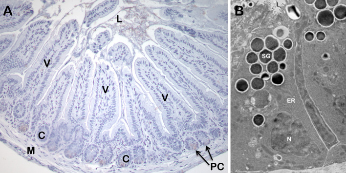 Fig. 1