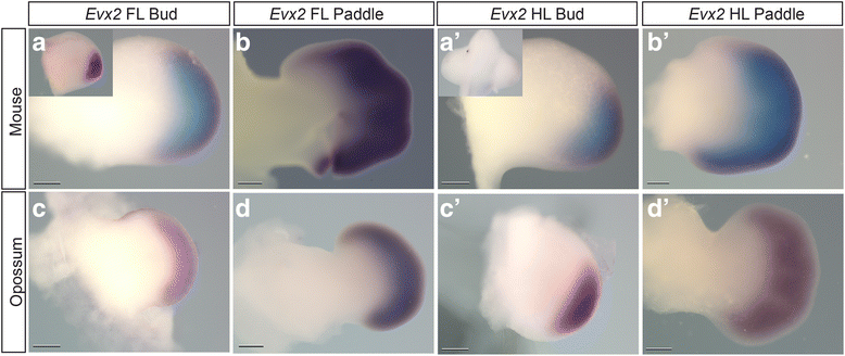 Fig. 8