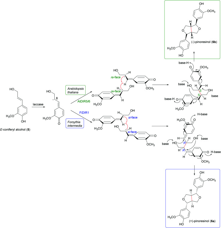 Scheme 2