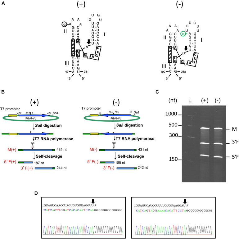 FIGURE 5