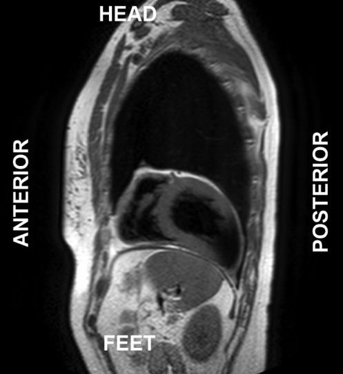 Figure 2)