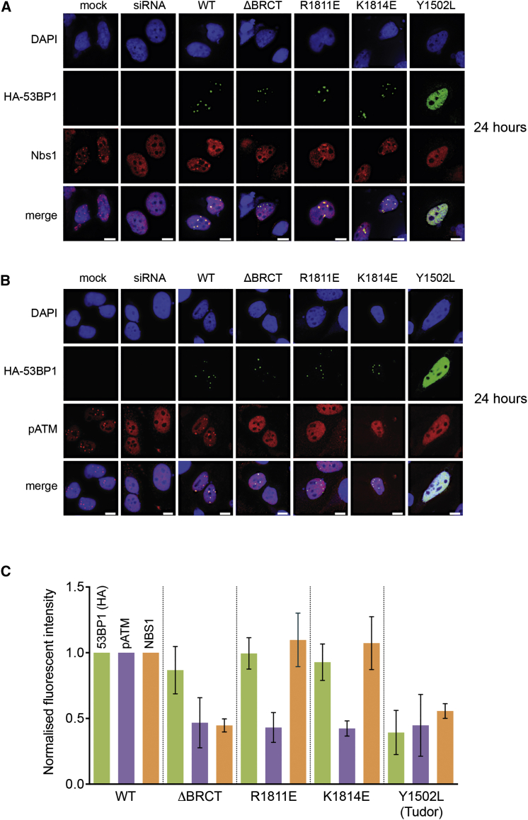 Figure 3