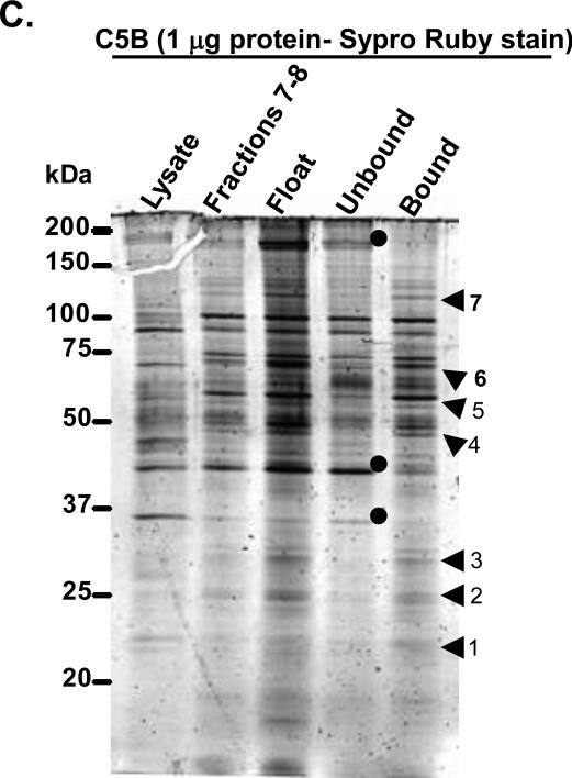 FIG. 1