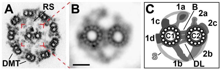 Fig. 1