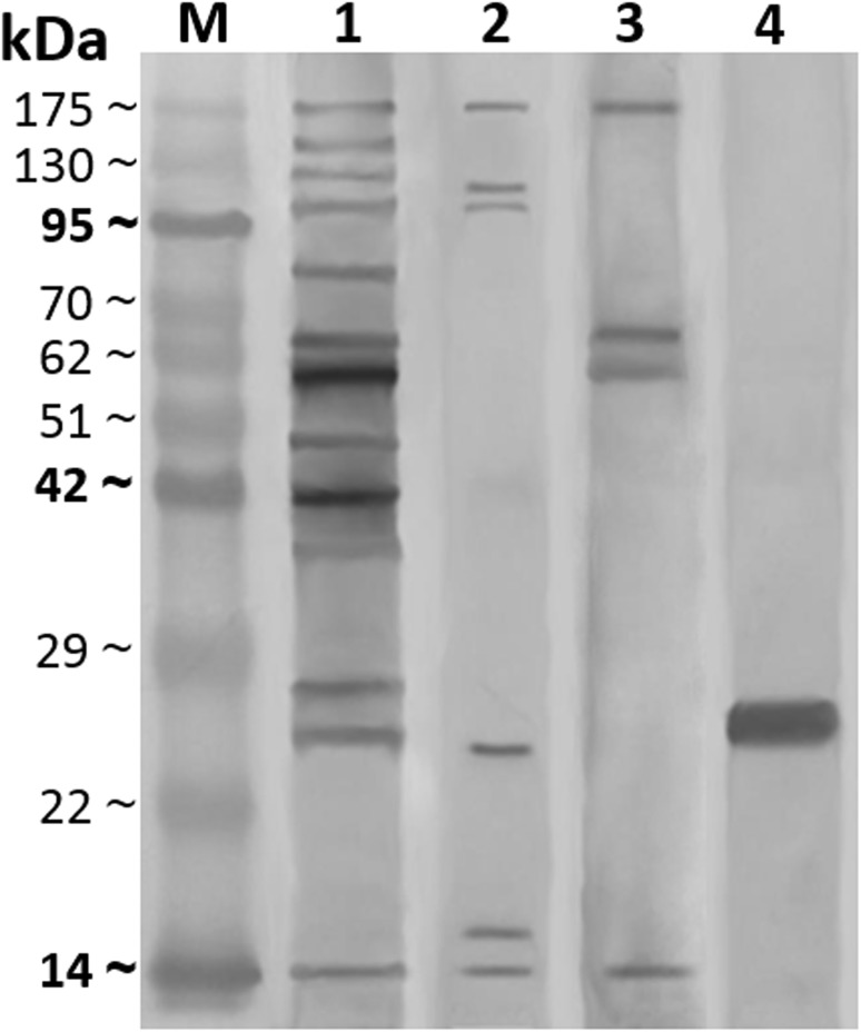 Fig. 3