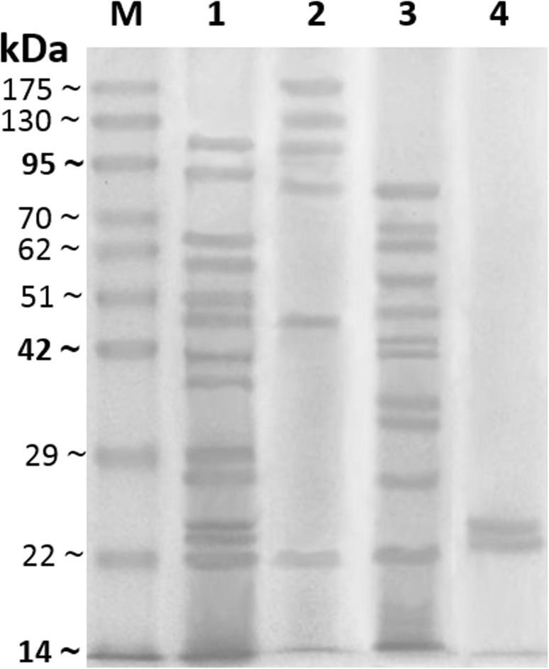 Fig. 1