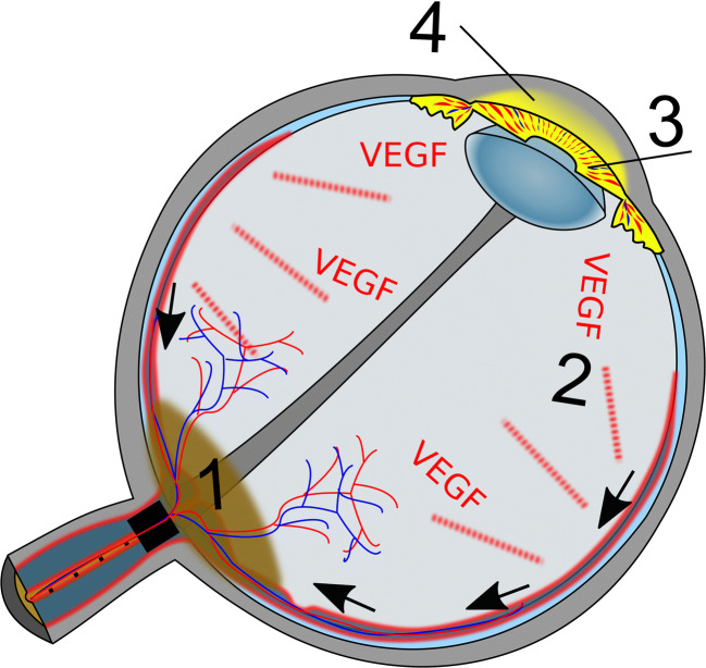 Fig. 6