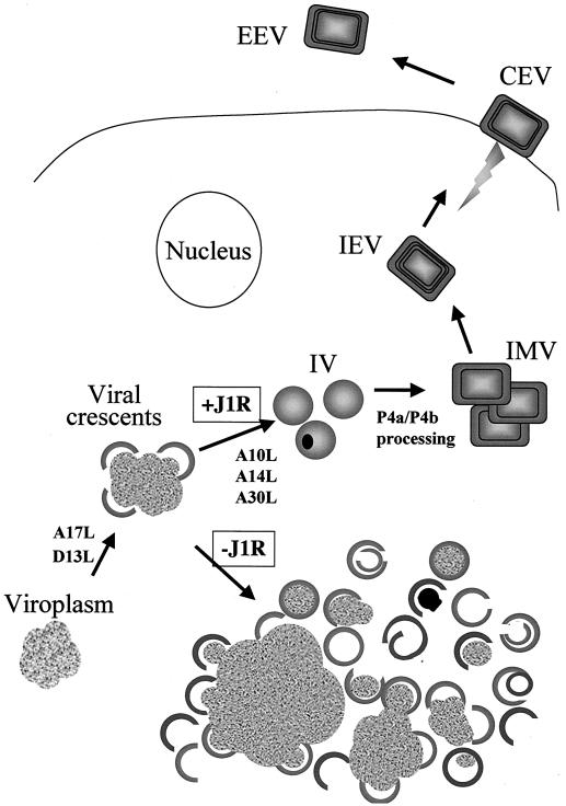 FIG. 9.