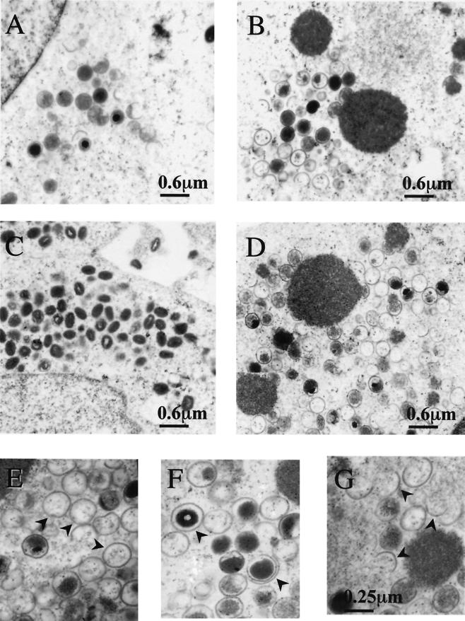 FIG. 6.