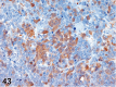 Figure 43.