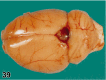 Figure 39.