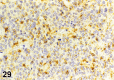 Figure 29.