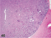 Figure 40.
