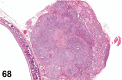 Figure 68.