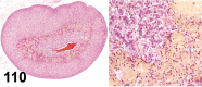 Figure 110.