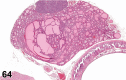 Figure 64.