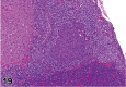 Figure 19.