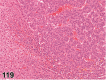 Figure 119.