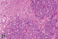 Figure 31.