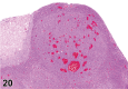 Figure 20.