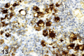 Figure 13.