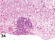 Figure 34.