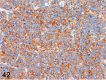 Figure 42.
