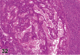 Figure 32.