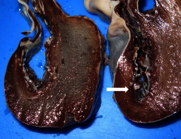 Figure 4