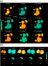 Figure 20
