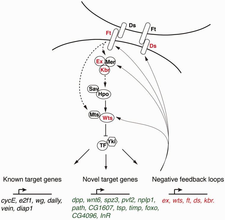 Fig. 7.