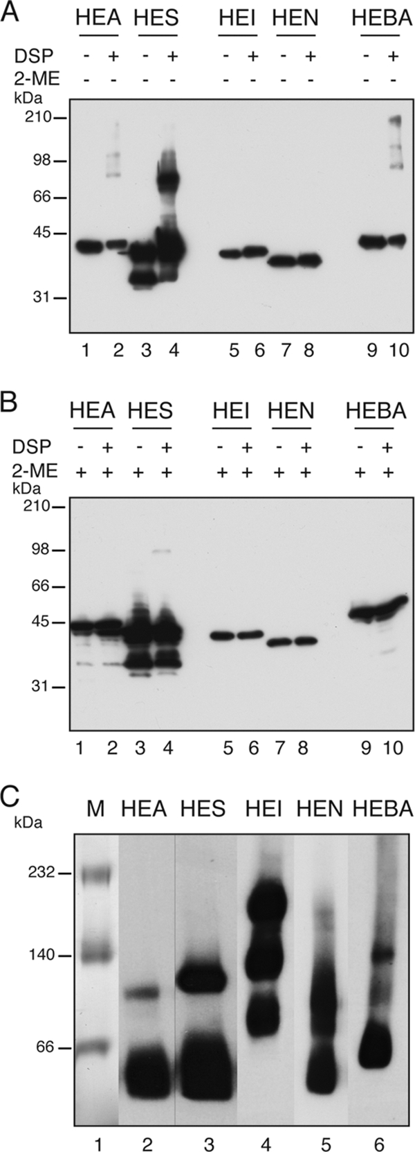 FIG. 4.