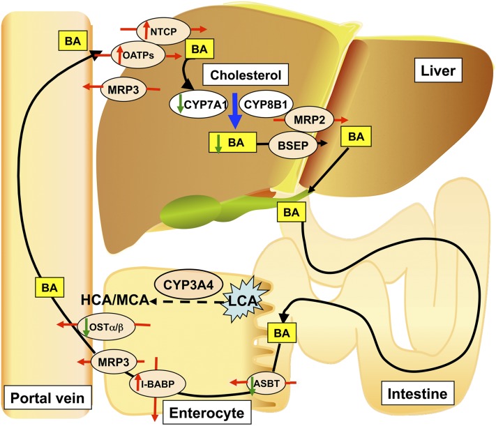 Fig. 7.