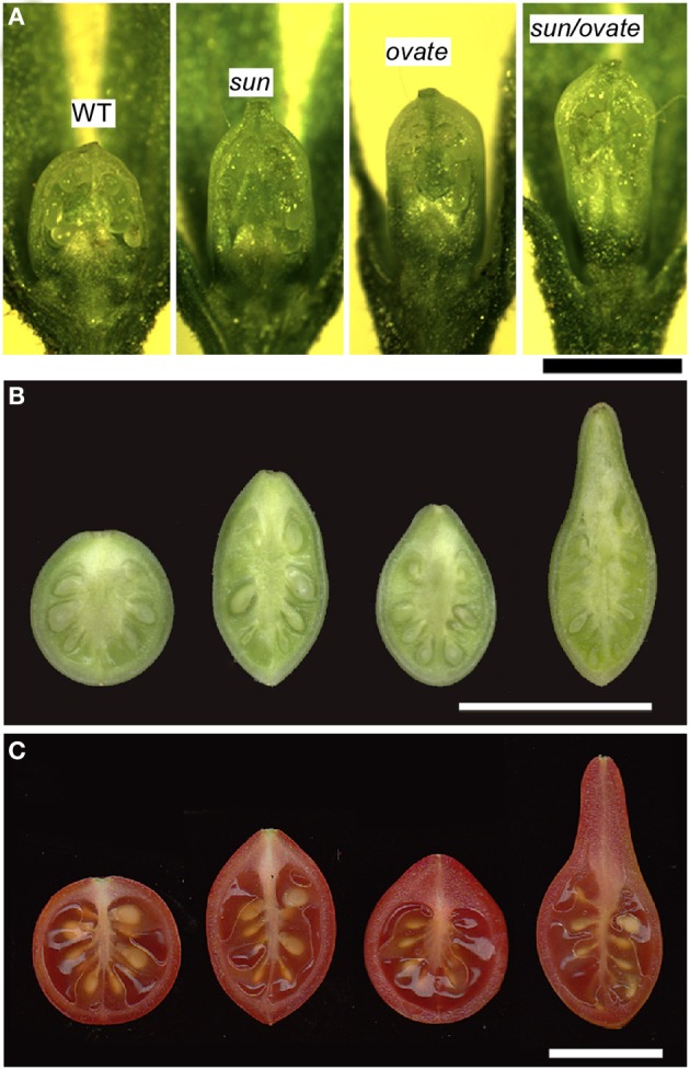 Figure 6