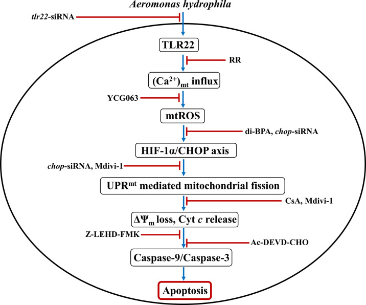 Figure 6