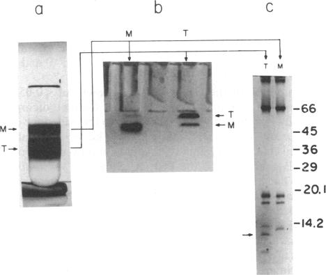 graphic file with name pnas01062-0256-a.jpg