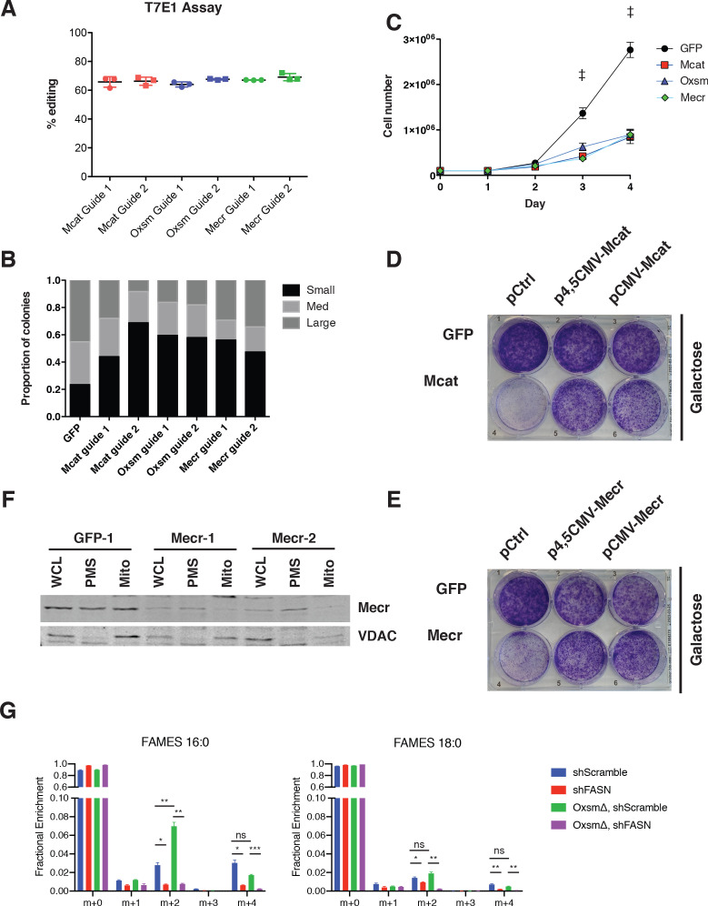 Figure 1—figure supplement 1.