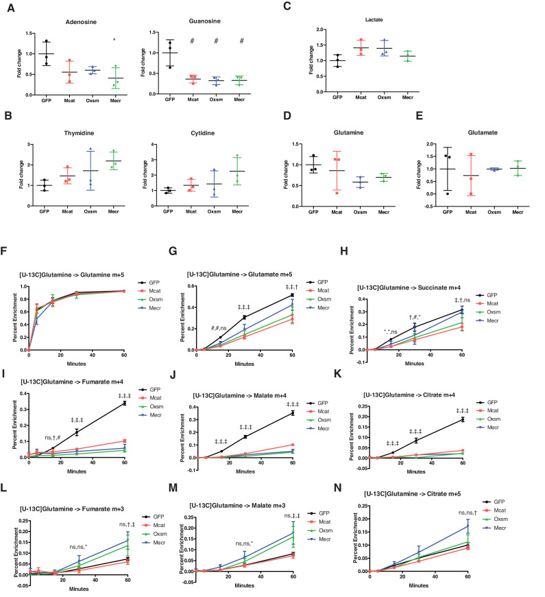 Figure 4—figure supplement 1.