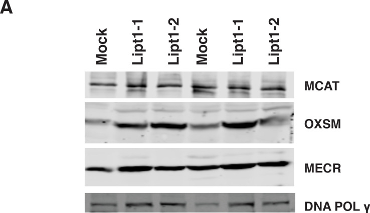 Figure 5—figure supplement 1.