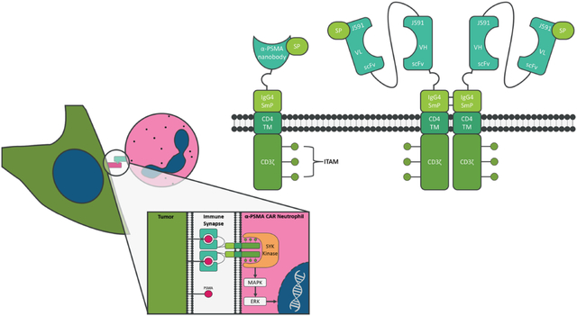 graphic file with name nihms-1891331-f0001.jpg