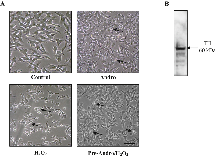 Figure 1