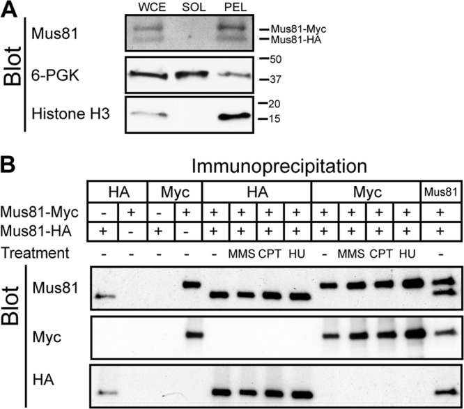 Fig 12