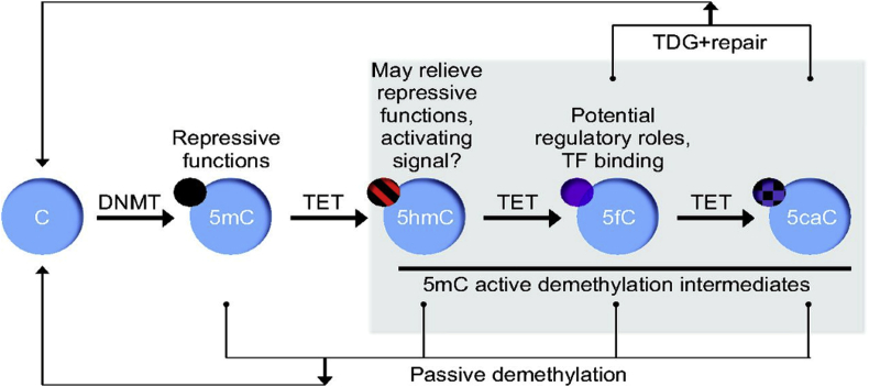 Figure 1