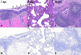 Fig. 4 |