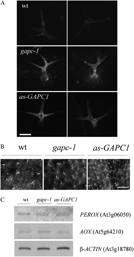 Figure 9.