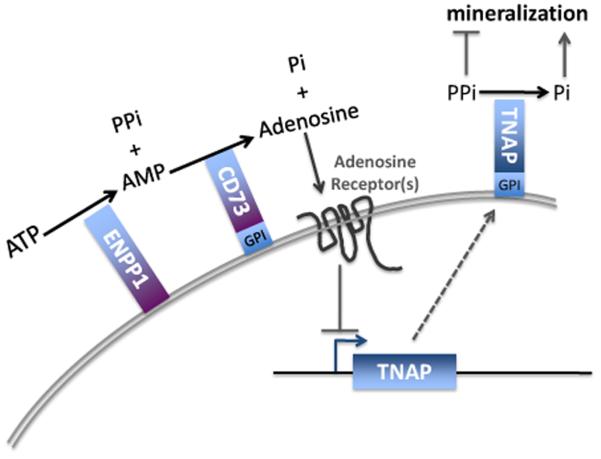 Fig. 7